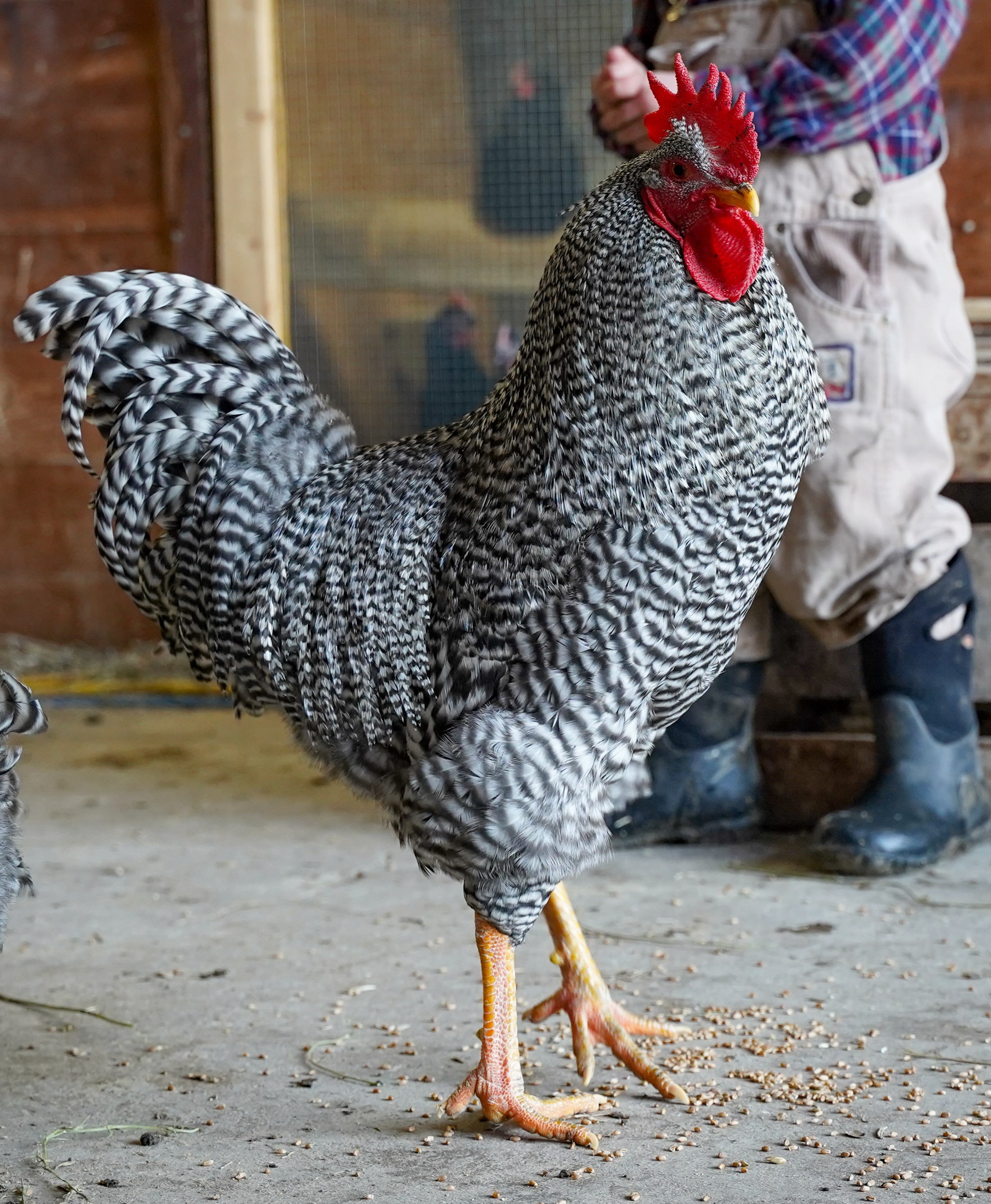 Hatchery Choice Colored Layer Males
