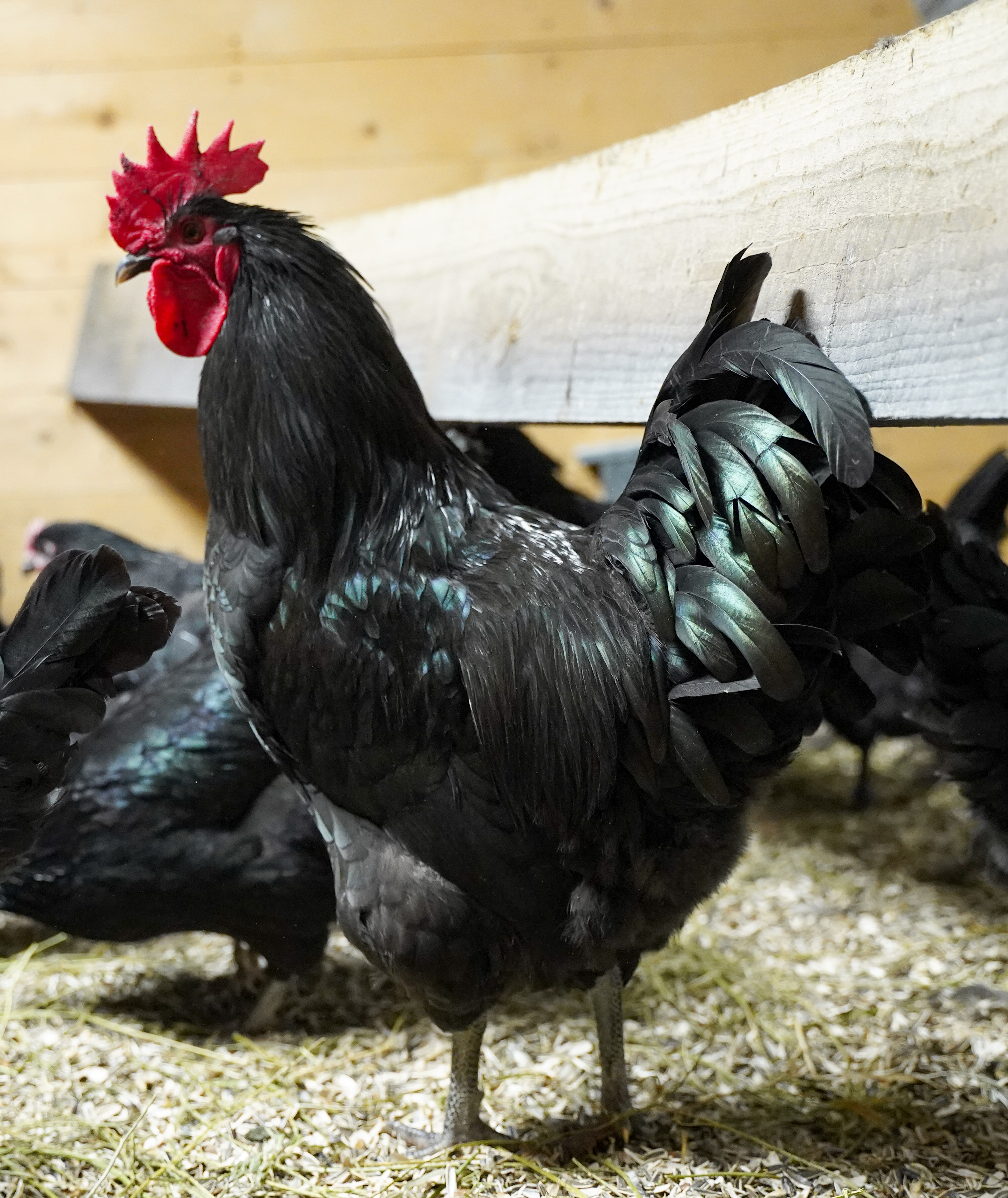 Hatchery Choice Colored Layer Males