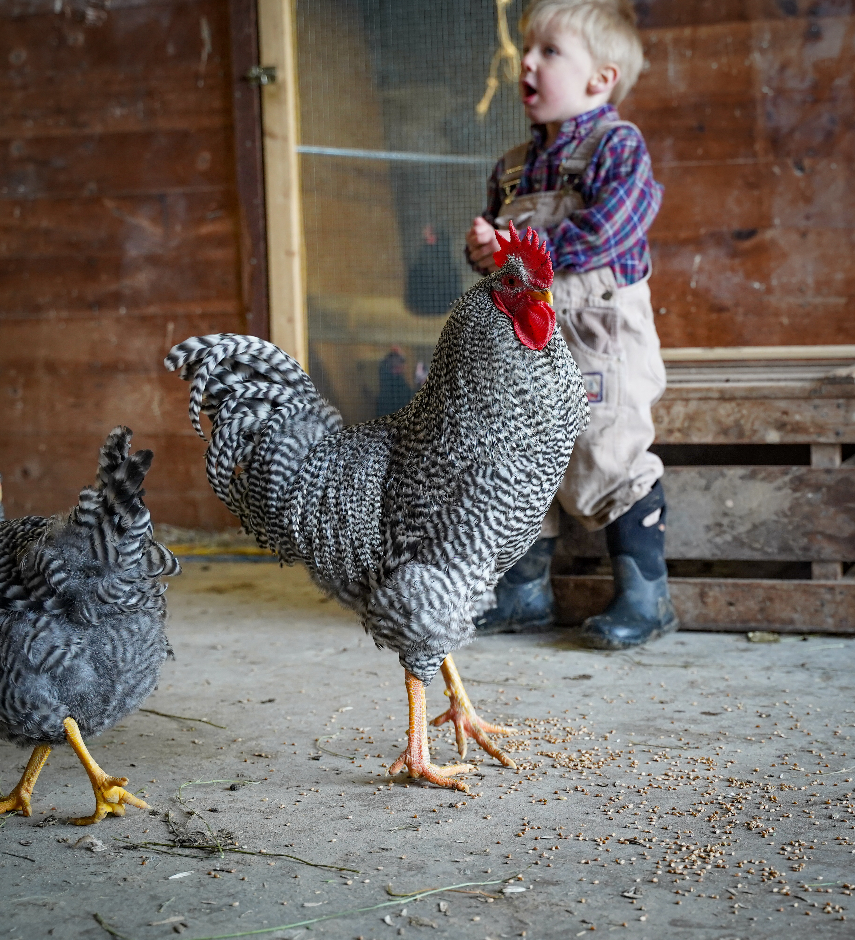Hatchery Choice Layer Breeds Males