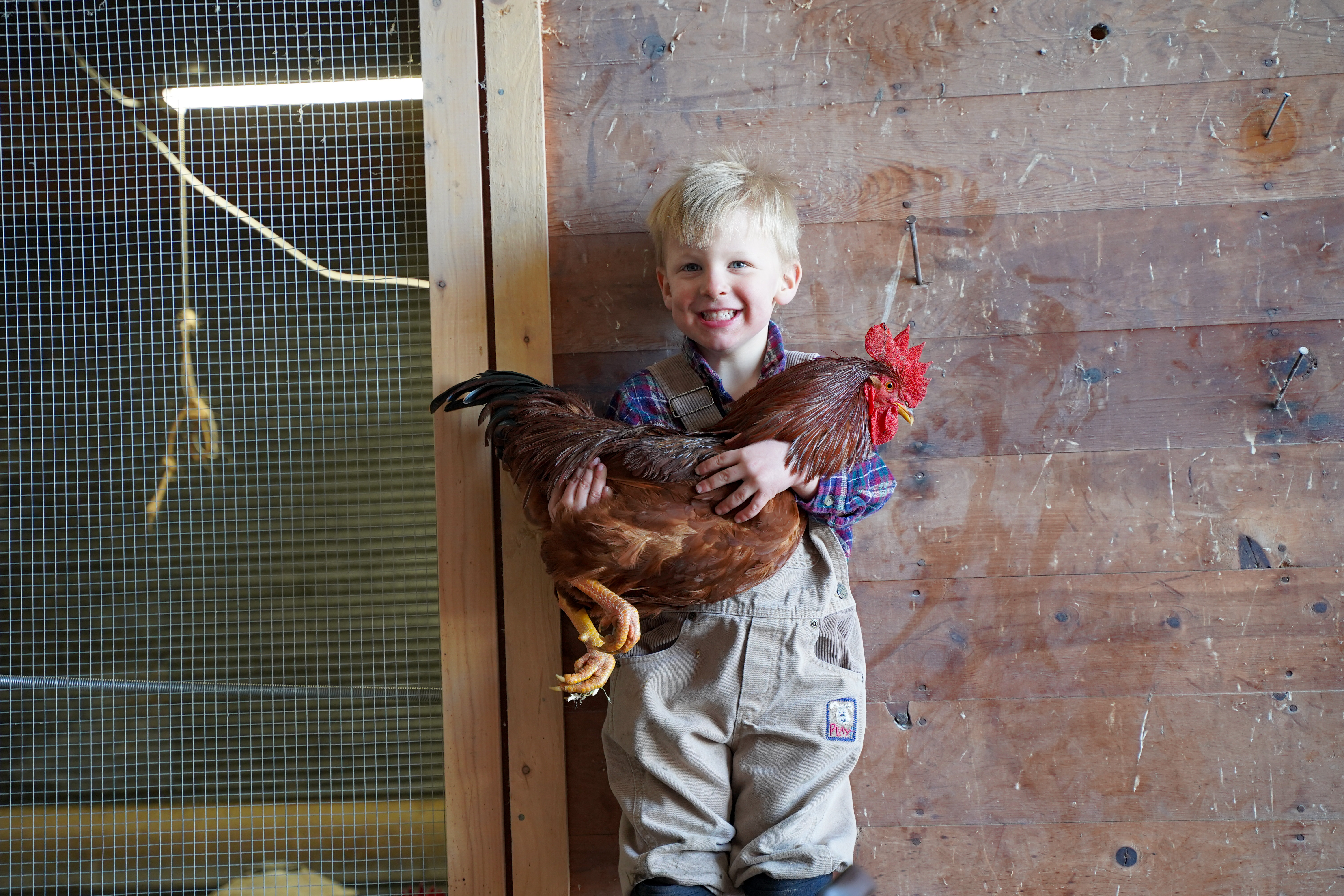 Hatchery Choice Layer Breeds Males